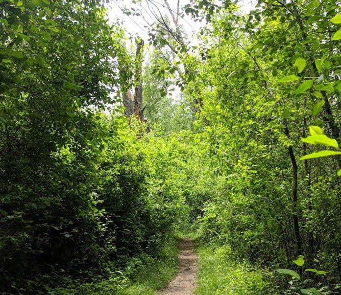 Willowdale State Forest, Massachusetts, USA